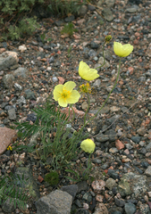 Papaver chakassicum
