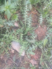 Galactites tomentosus