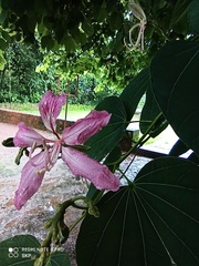 Bauhinia purpurea