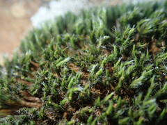 Selaginella peruviana