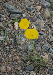 Papaver chakassicum