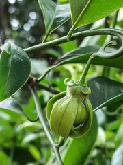 Annonaceae