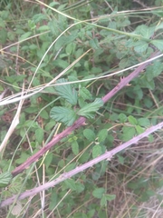 Rubus ulmifolius