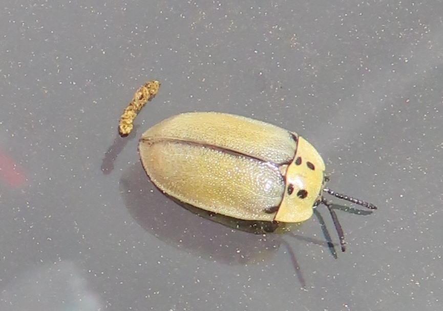 Metriopepla