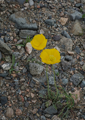 Papaver chakassicum
