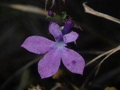 Lobelia fenestralis
