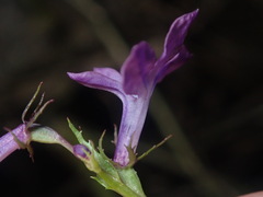 Lobelia fenestralis