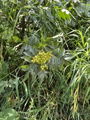 Sorbus scopulina