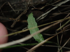 Lobelia fenestralis