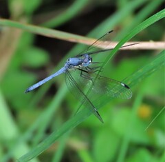 Hemistigma albipunctum