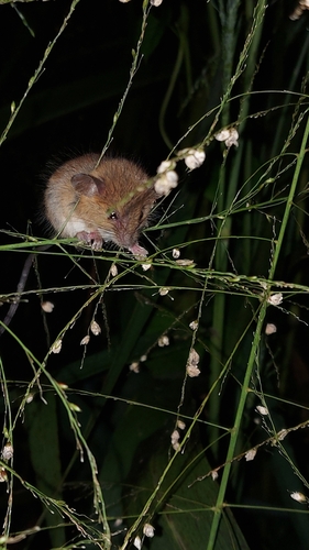 Little Indian Field Mouse