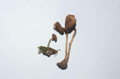 Cystoagaricus lepidotoides