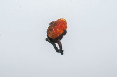 Hygrocybe intermedia
