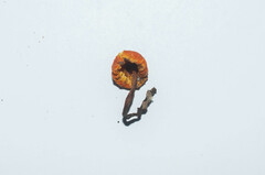 Hygrocybe intermedia