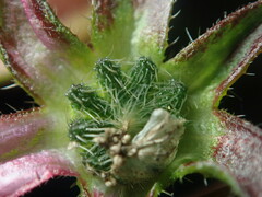 Anoda cristata