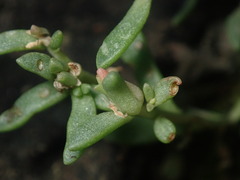 Sedum wrightii wrightii