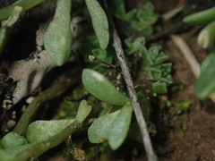 Sedum wrightii wrightii