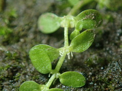 Callitriche heterophylla