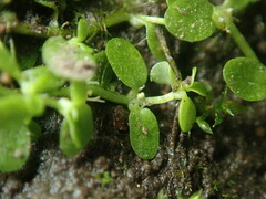 Callitriche heterophylla