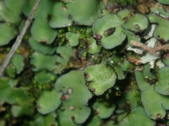 Plagiochasma rupestre