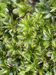 Syntrichia papillosa