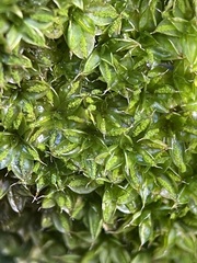 Syntrichia papillosa