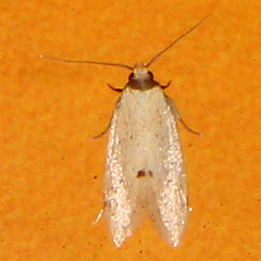 Atalopsis