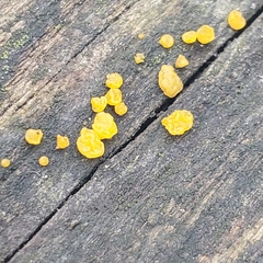 Tremella mesenterica