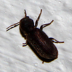 Anobium punctatum