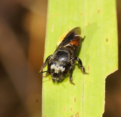 Megachile mystacea