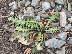 Cirsium vulgare