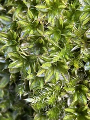 Syntrichia papillosa
