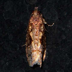 Cryptaspasma querula