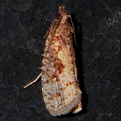 Cryptaspasma querula