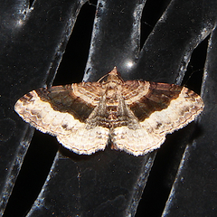 Epyaxa lucidata