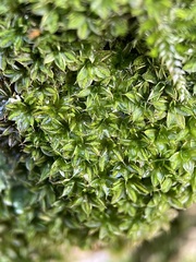 Syntrichia papillosa