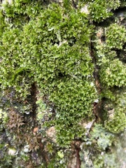 Syntrichia papillosa