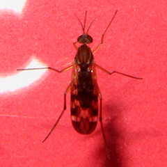 Sylvicola notatus