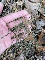 Suaeda maritima