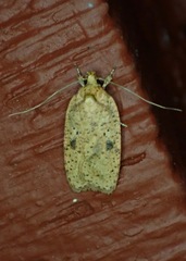 Agonopterix thelmae