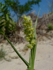 Cenchrus tribuloides