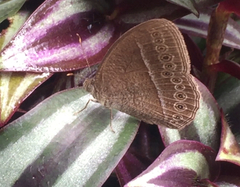 Mycalesis janardana