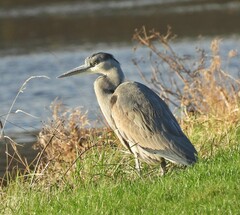 Ardea cinerea