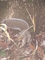 Sciurus carolinensis