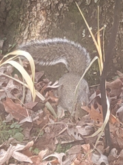 Sciurus carolinensis