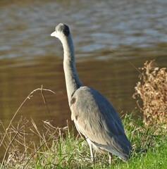 Ardea cinerea