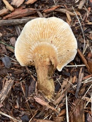 Hygrophoropsis