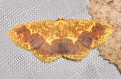 Melinodes fulvitincta