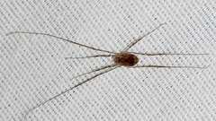 Phalangioidea