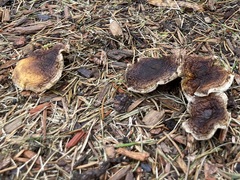 Hygrophoropsis